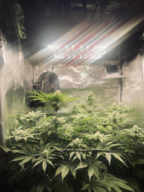 My First Plant. Week 11