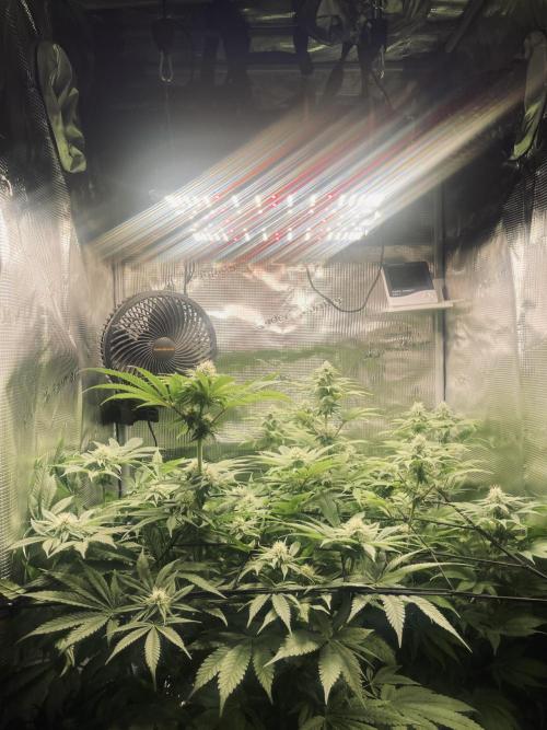 My First Plant. Week 11