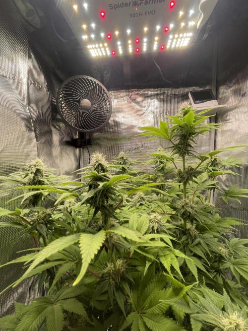 My First Plant. Week 12