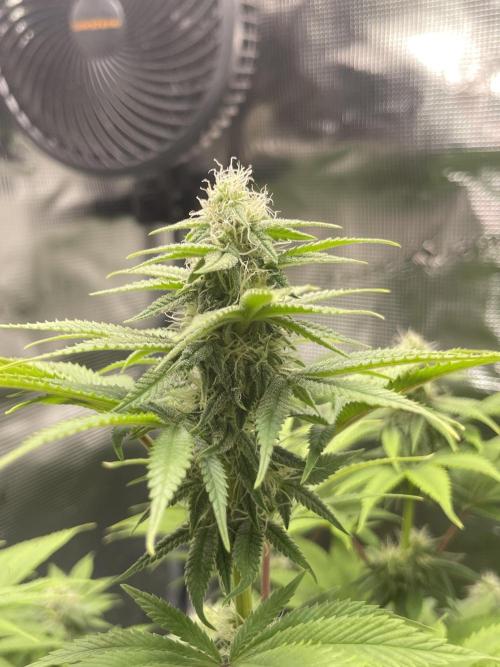 My First Plant. Week 12