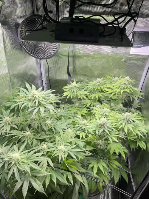 My First Plant. Week 12