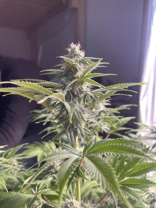 My First Plant. Week 12