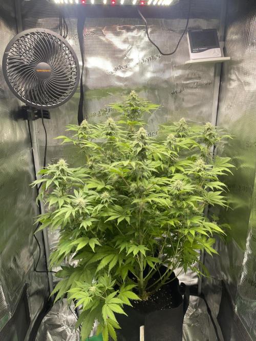 My First Plant. Week 12