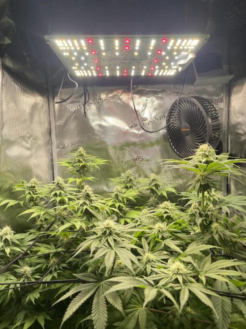 My First Plant. Week 12