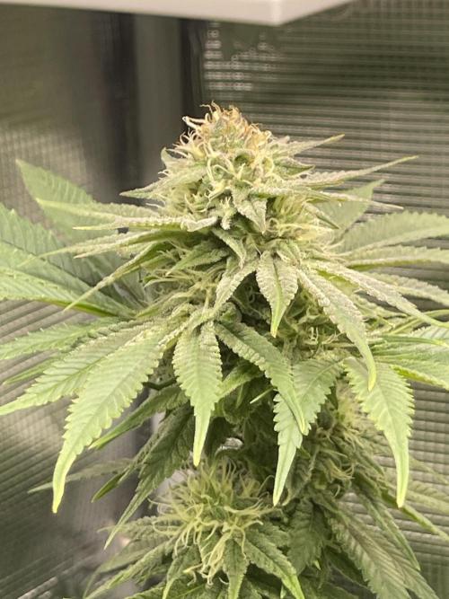 My First Plant. Week 12