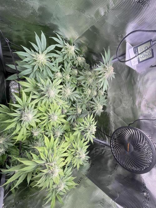 My First Plant. Week 12