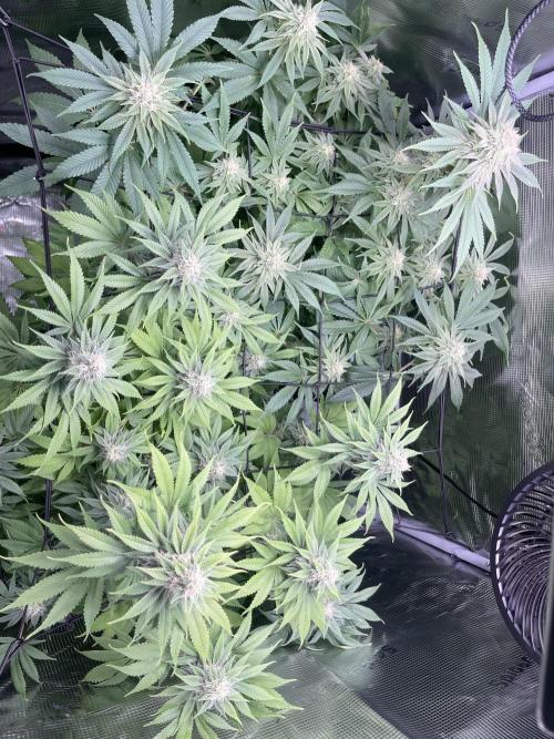 My First Plant. Week 12