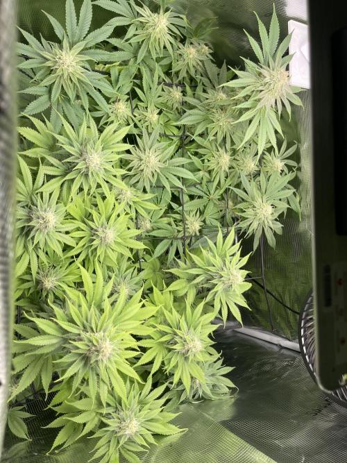 My First Plant. Week 13