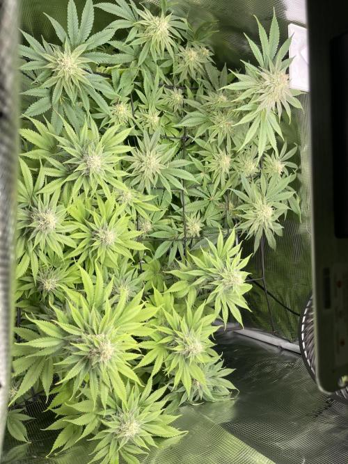 My First Plant. Week 13