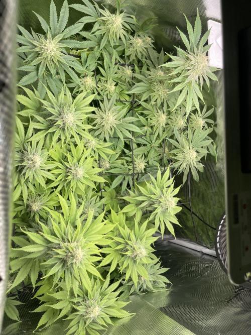 My First Plant. Week 13