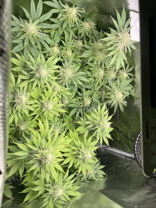 My First Plant. Week 13