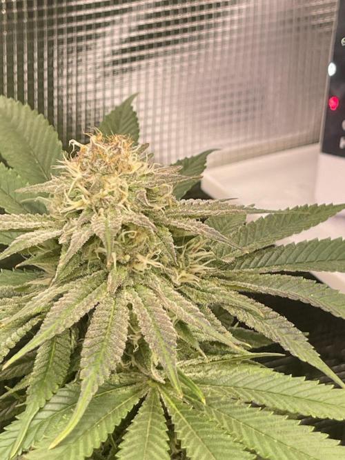 My First Plant. Week 13