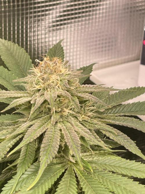 My First Plant. Week 13