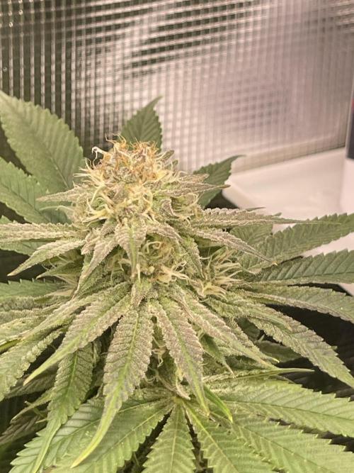 My First Plant. Week 13