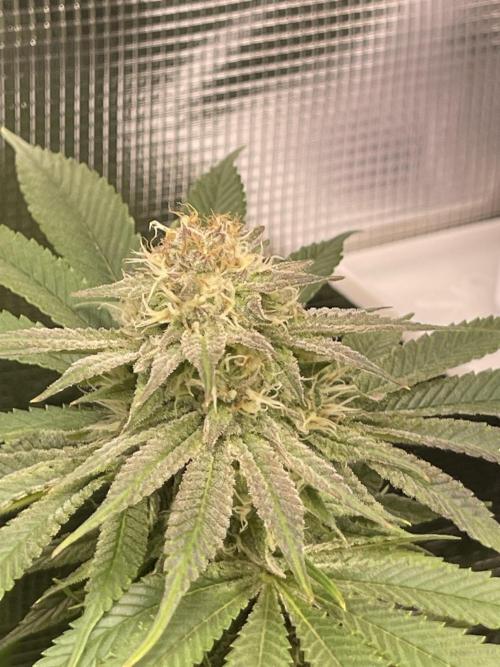 My First Plant. Week 13