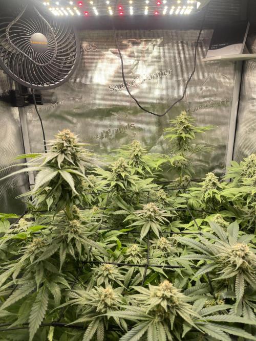 My First Plant. Week 14