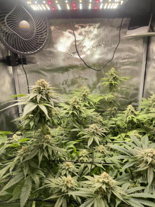 My First Plant. Week 14