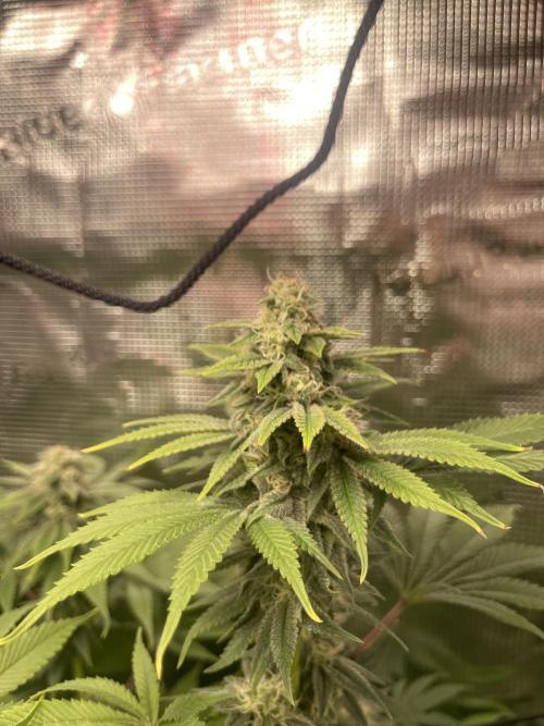 My First Plant. Week 14