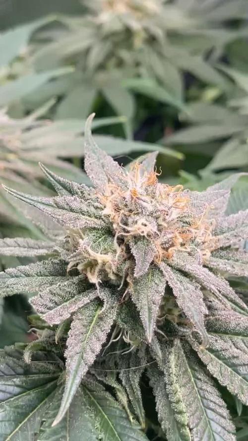 My First Plant