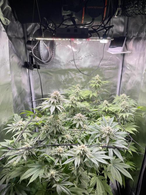 My First Plant. Week 14