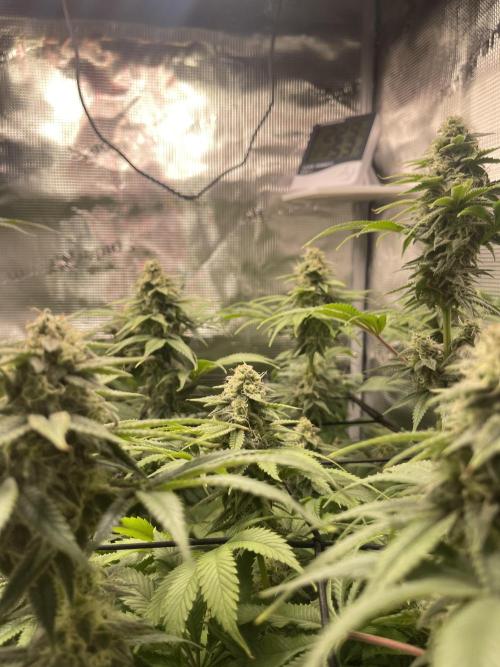 My First Plant. Week 14