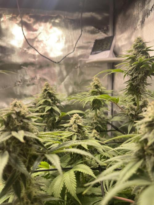 My First Plant. Week 14