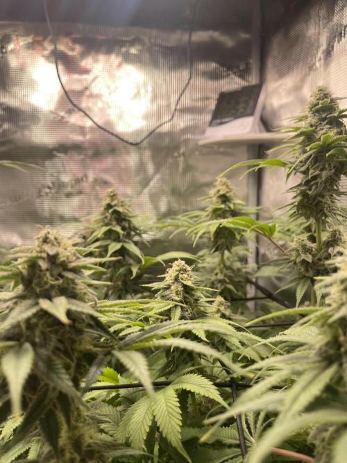 My First Plant. Week 14