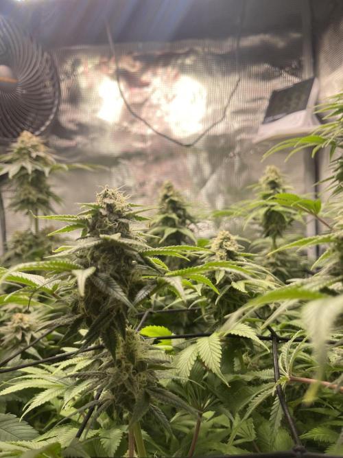 My First Plant. Week 14