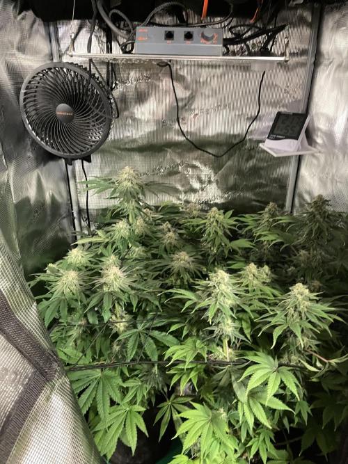 My First Plant. Week 14