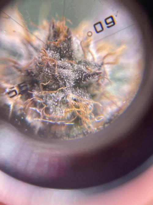 My First Plant. Week 15