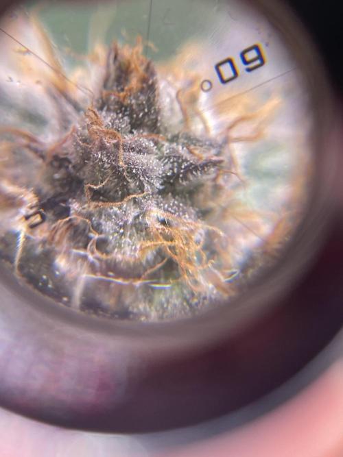 My First Plant. Week 15