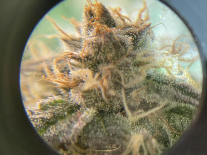 My First Plant. Week 15