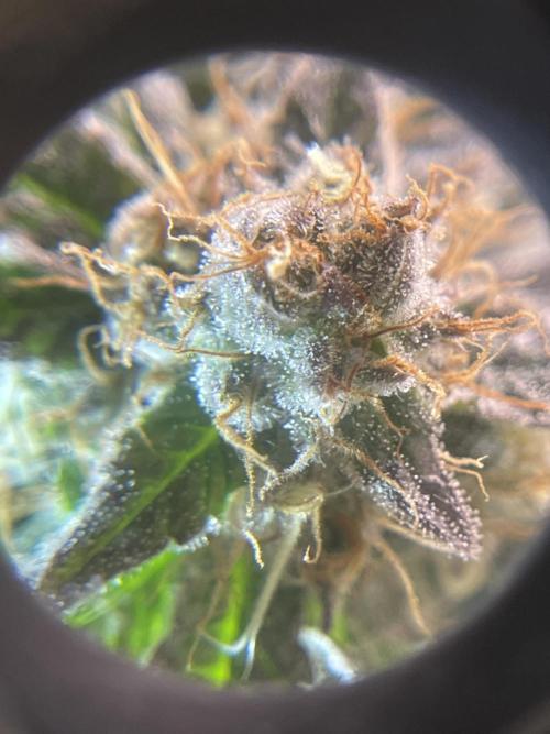 My First Plant. Week 15