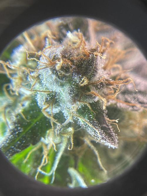 My First Plant. Week 15