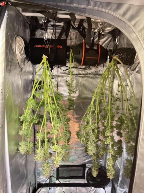 My First Plant. Week 16