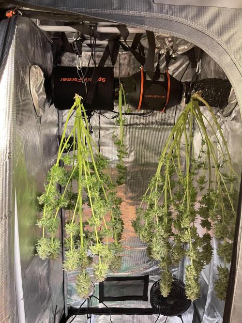 My First Plant. Week 16