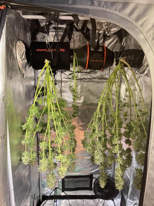 My First Plant. Week 16