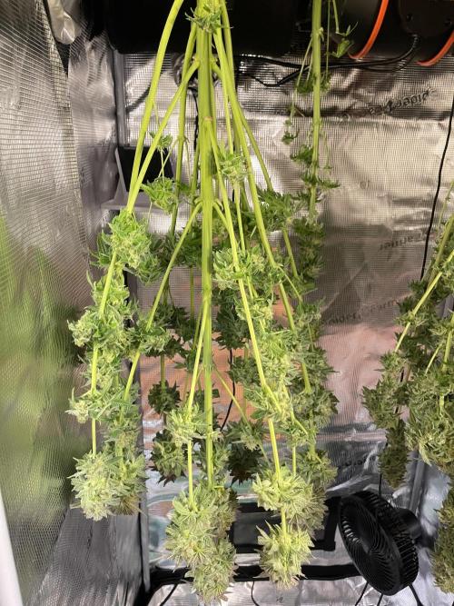 My First Plant. Week 16