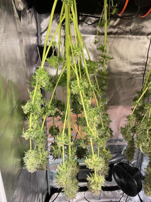 My First Plant. Week 16