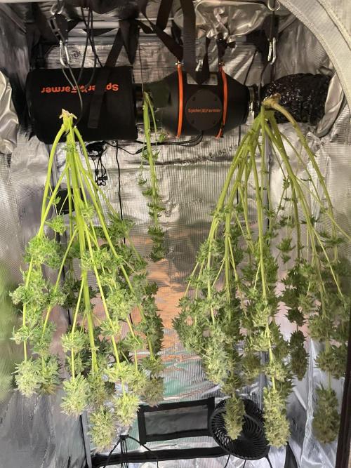 My First Plant. Week 16