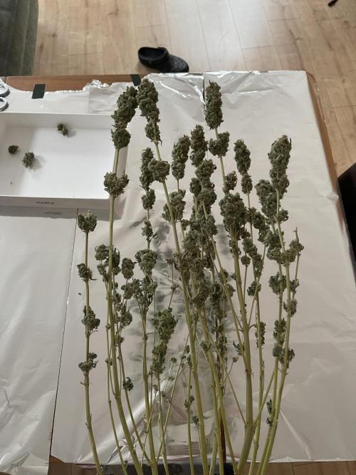 My First Plant. Week 16