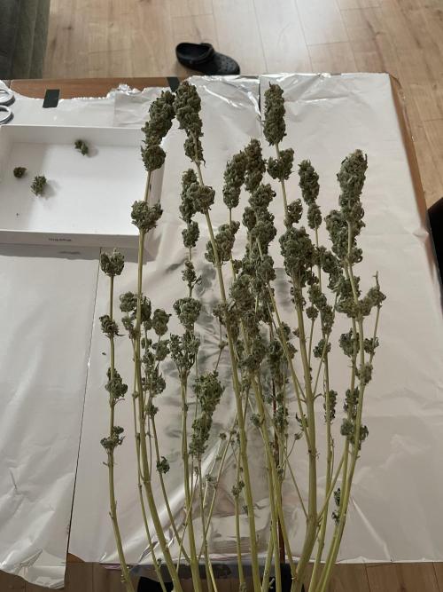 My First Plant. Week 16