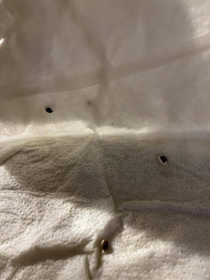 Grow #2. Week 0