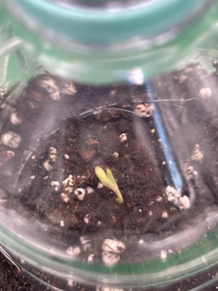 Grow #2. Week 1