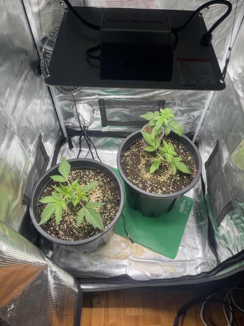 Grow #2. Week 2