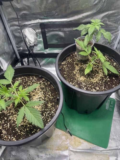 Grow #2. Week 2