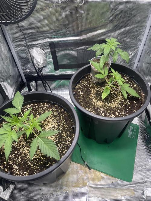 Grow #2. Week 2