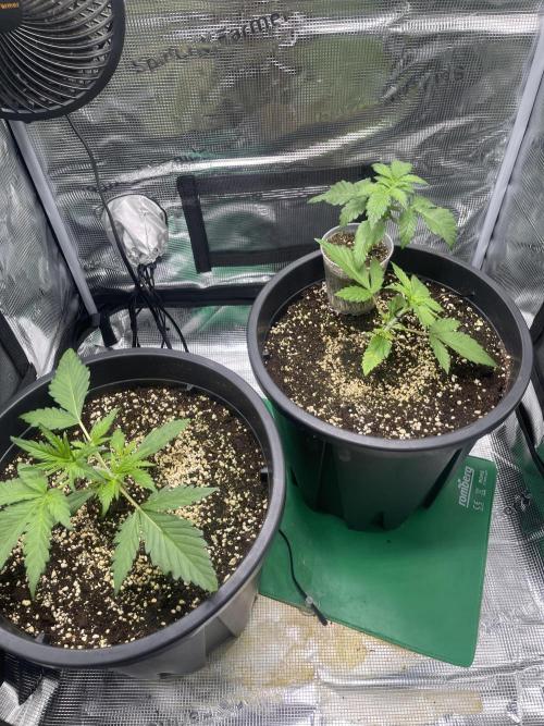 Grow #2. Week 2