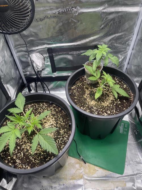Grow #2. Week 2