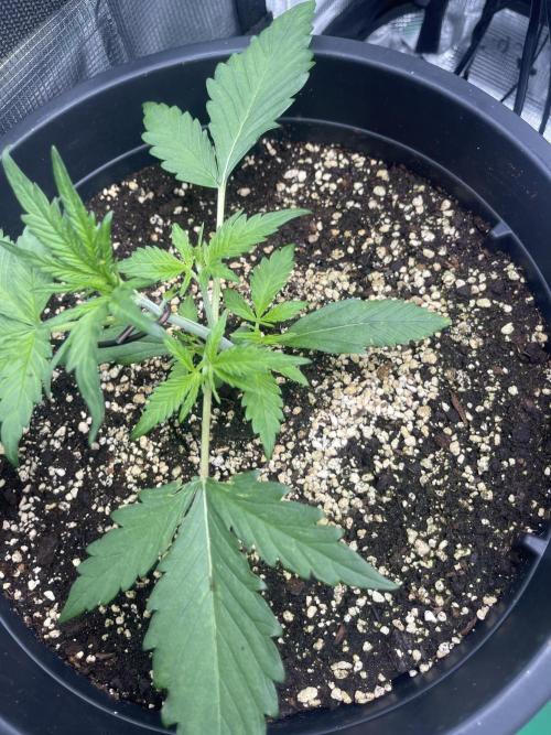 Grow #2. Week 2